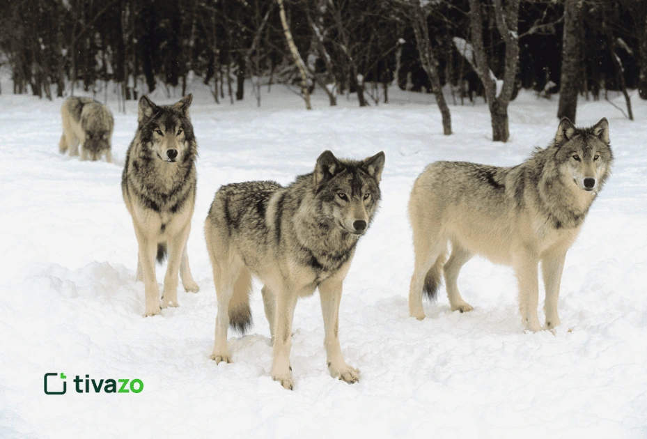 Wolfpack Leadership and Diversity in New York mountain